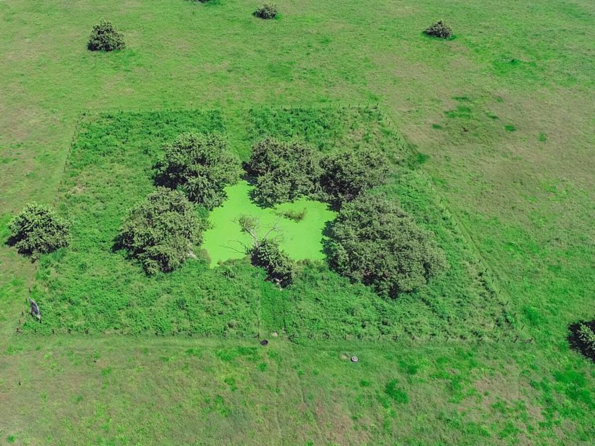 Celsia adelanta compensación ambiental en El Espinal, Tolima