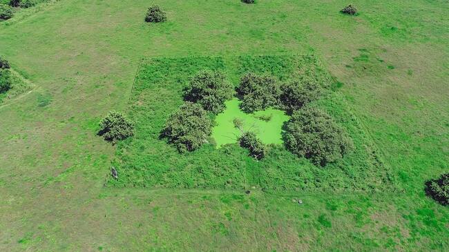 Celsia sembró más de 19.000 árboles en Espinal, Tolima