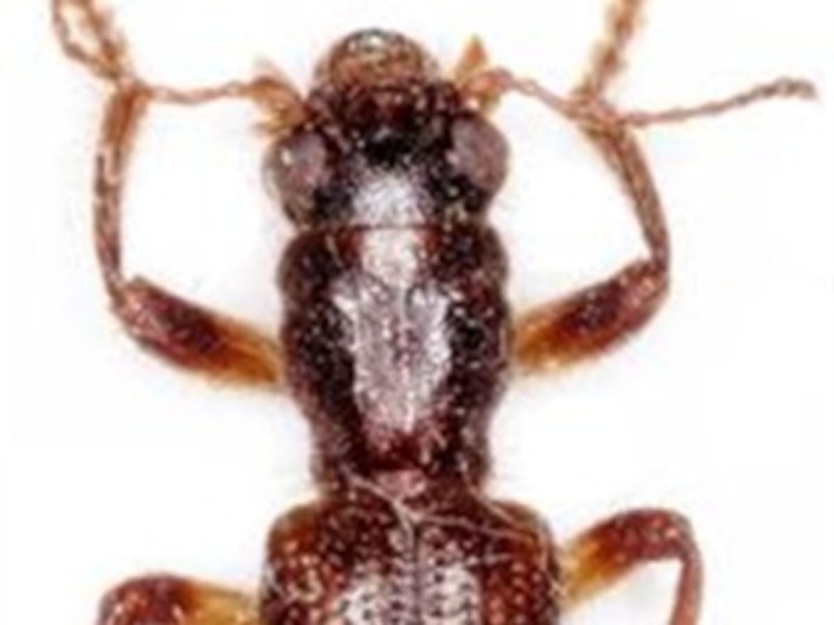 Descubren una nueva especie de insecto en España