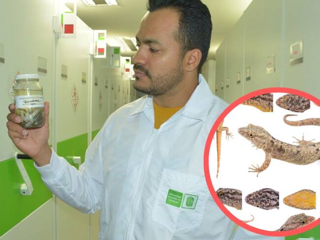 En Santander descubren lagartija única en el mundo