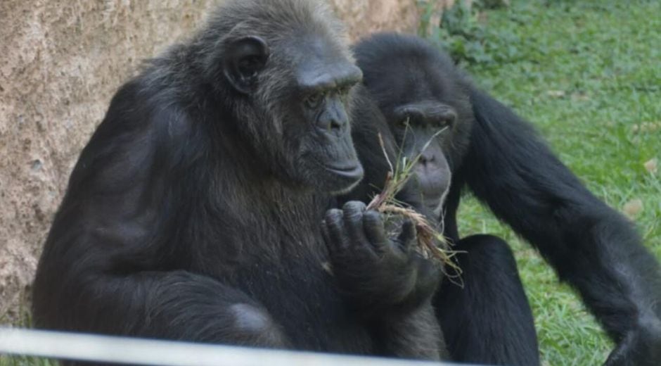 Foto: Bioparque Ukumarí