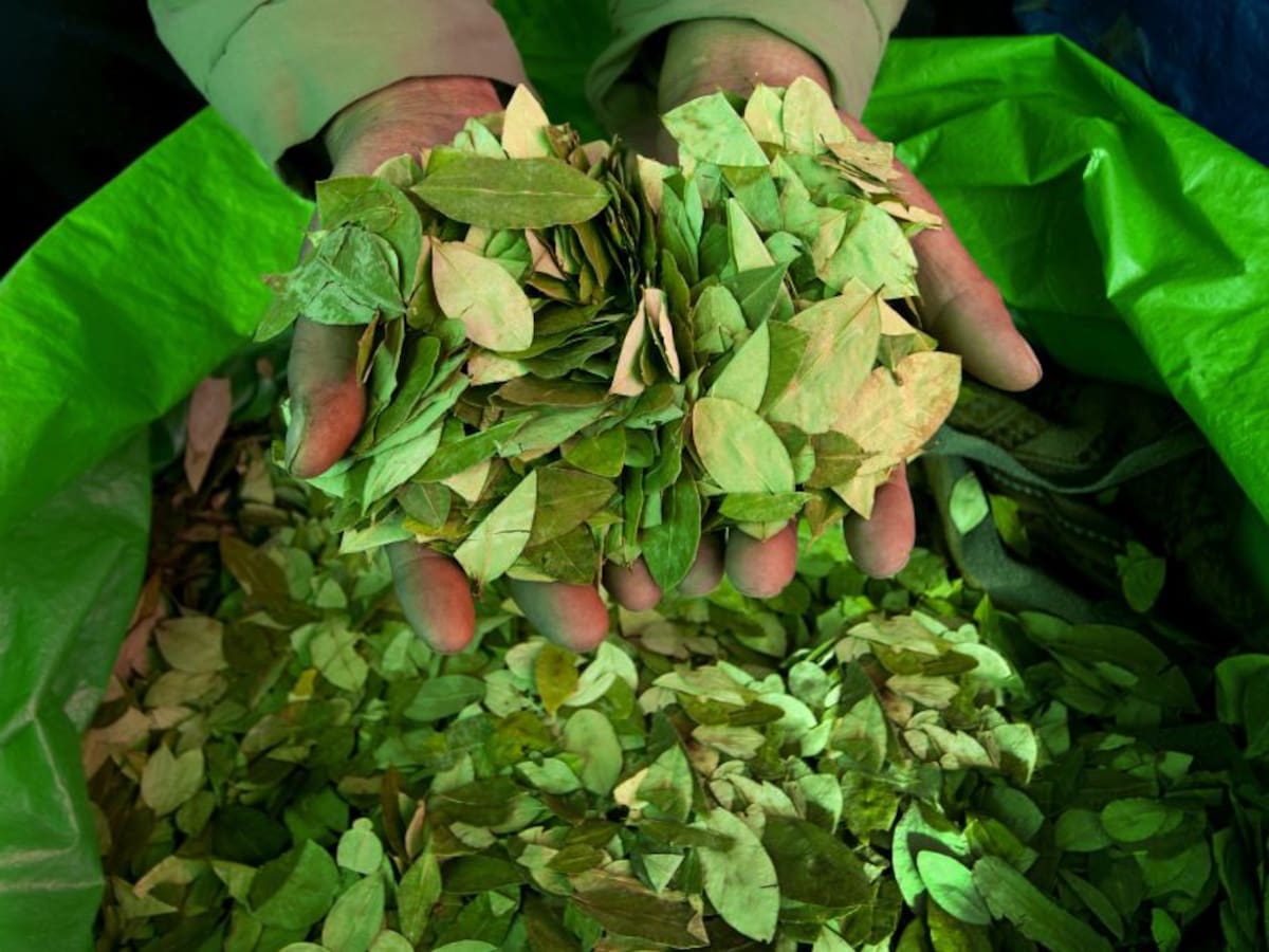 Corte Constitucional autoriza ingreso de hoja de coca para un reo