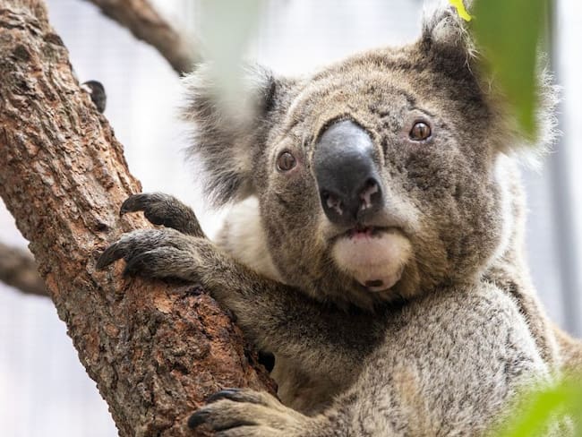 Estrella de televisión propone vender piel de koalas muertos en incendios