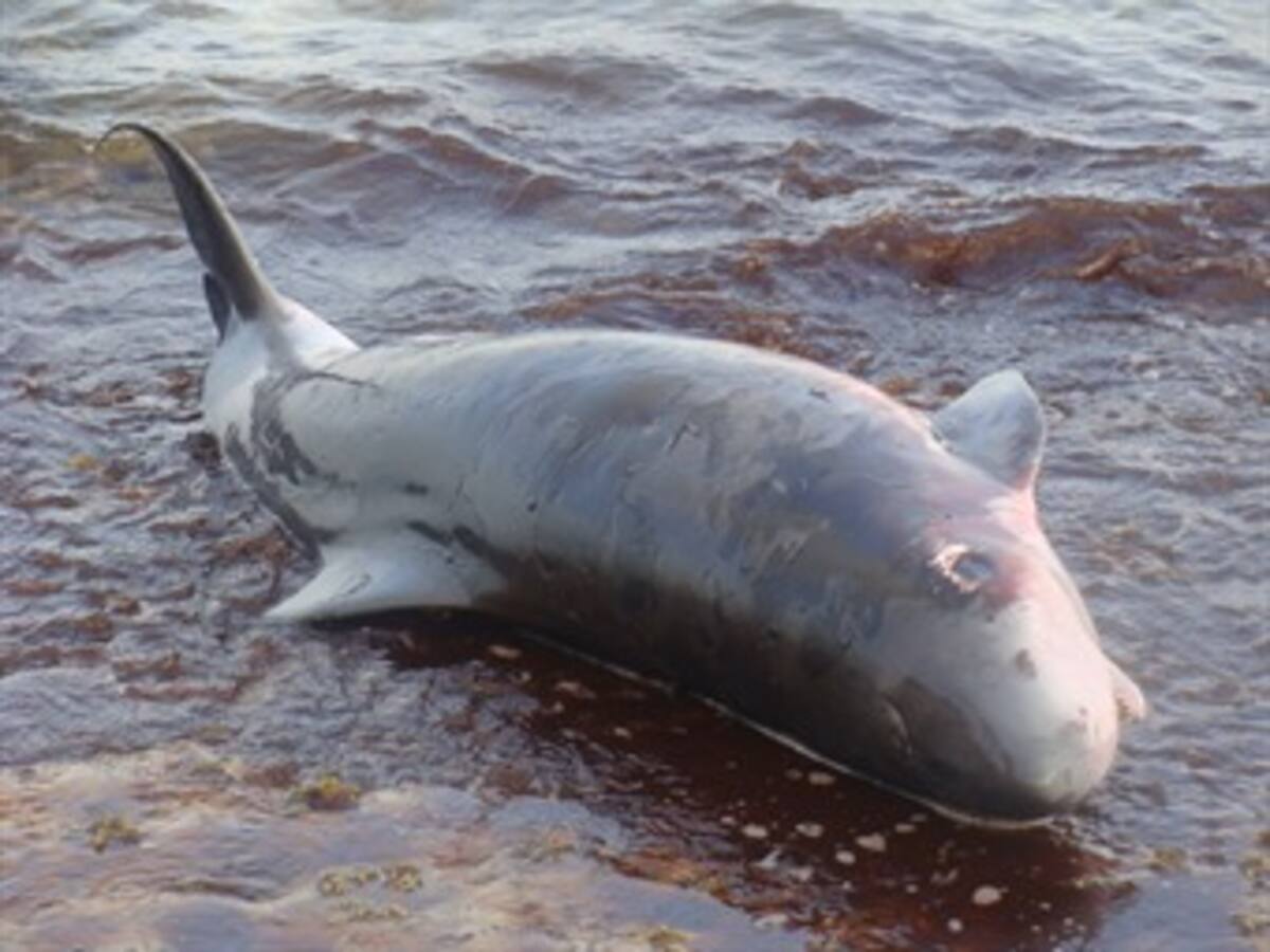 Muere ballenato en playas de San Andrés