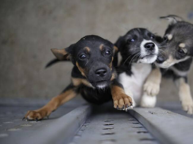 Recursos para protección animal en Cúcuta