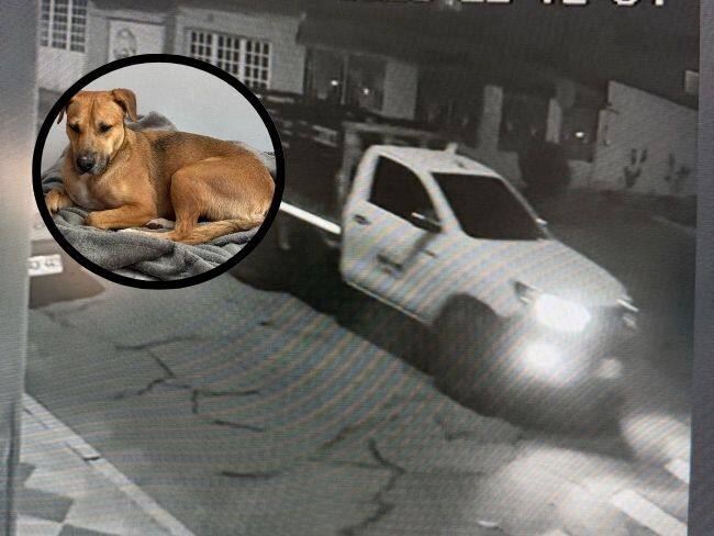 Conductor atropelló a una perrita causándole la muerte y escapó: su dueña exige justicia