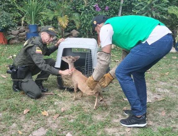 El animal, luego de ser rescatado, fue inspeccionado por expertos veterinarios de la CAM, quienes supervisarán todo el proceso de recuperación y readaptación, para su posterior liberación en el entorno natural.