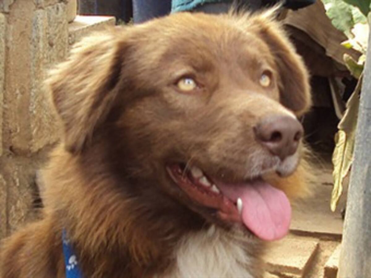 La increíble historia del perro callejero más caro del mundo