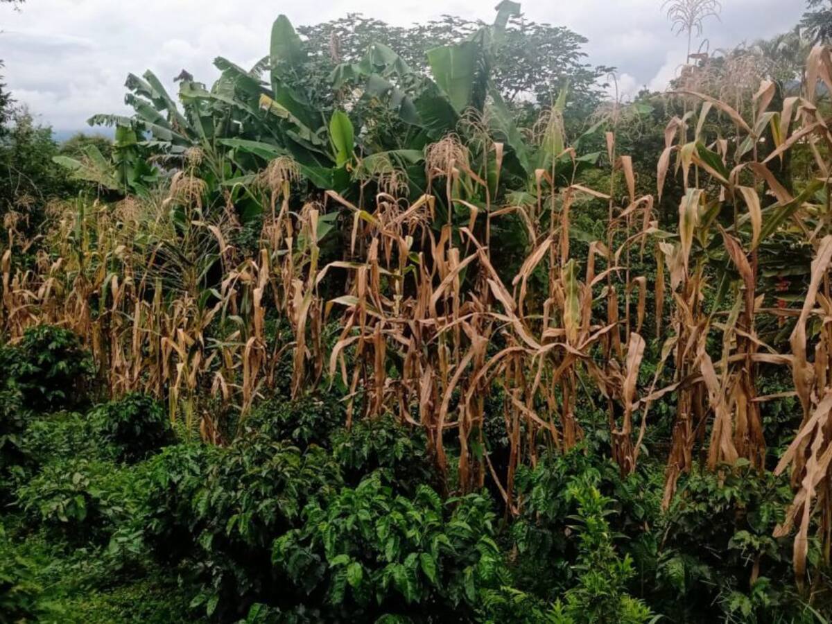 Nuevos planes de desarrollo para el agro caldense