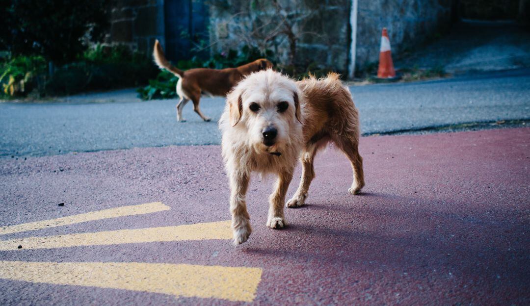 Imagen de referencia