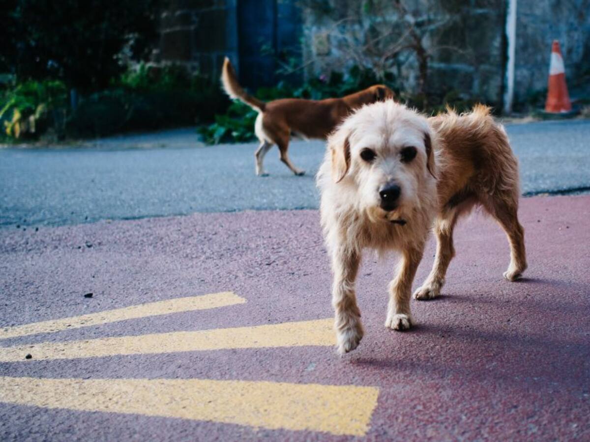 Barranquilla tendrá Centro de Bienestar Animal en el 2021