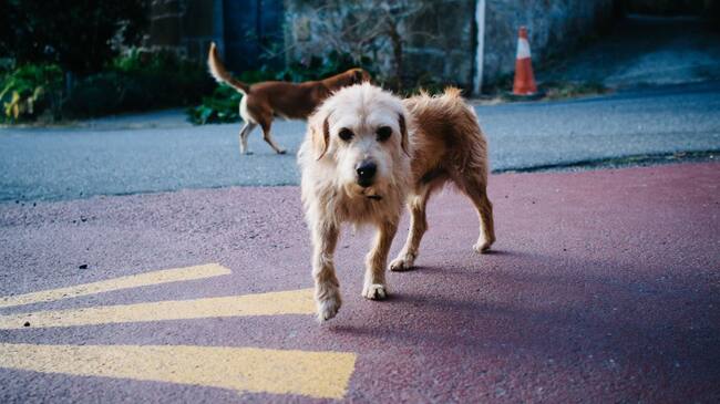 Imagen de referencia