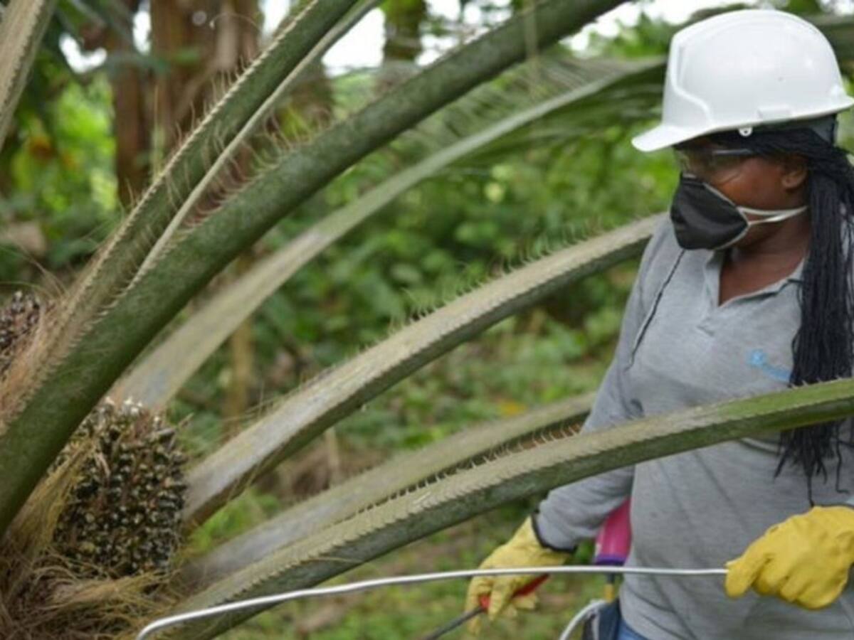 Palmicultores extreman medidas de seguridad por recientes secuestros