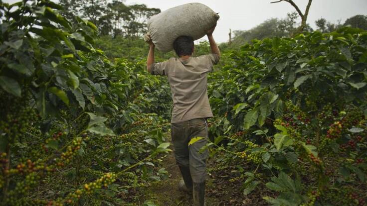 Minagricultura lanzará la línea de crédito ,el campo avanza