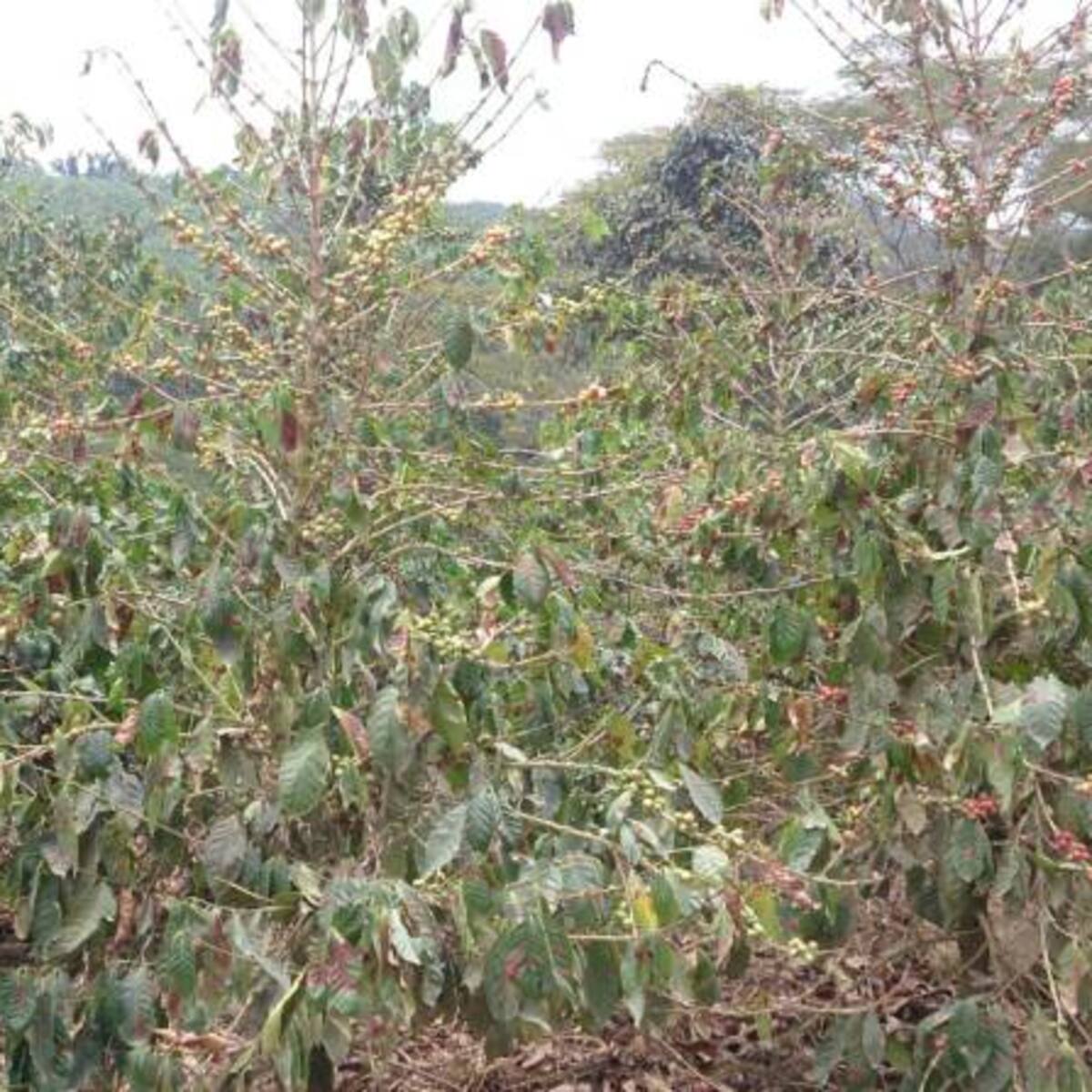 Producción de café de Caldas tiene una infestación de broca del 20%