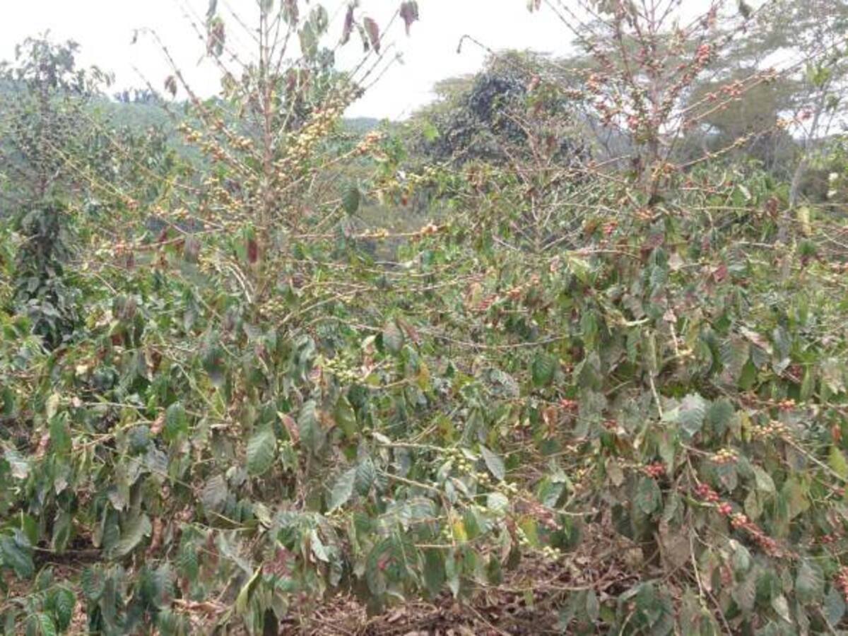 Producción de café de Caldas tiene una infestación de broca del 20%