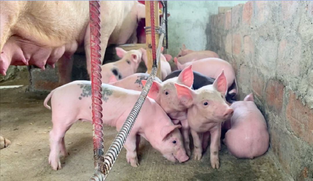 Proyecto porcícola de jóvenes indígenas en Cauca