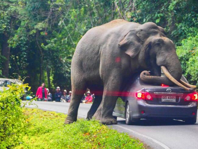 ¡Qué susto! Elefante detuvo carro a mitad de la vía