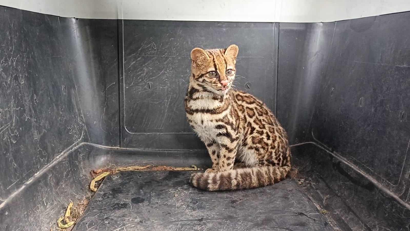 Tigrillo rescatado en Soacha