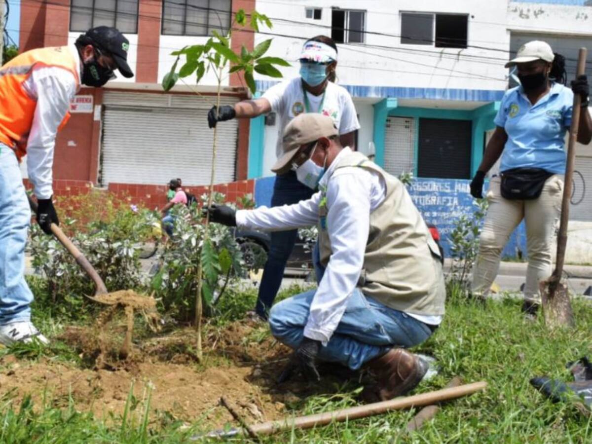 Van 924 árboles sembrados desde que inició Verde Urbano Cartagena