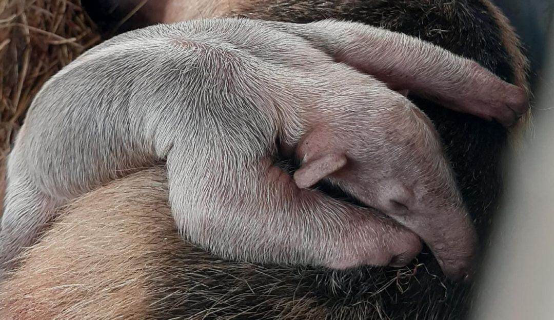 Nace Tamandúa en hogar de paso de Pitalito.