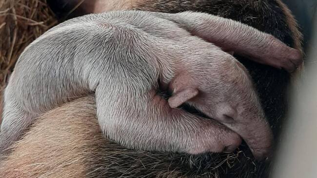 Nace Tamandúa en hogar de paso de Pitalito.