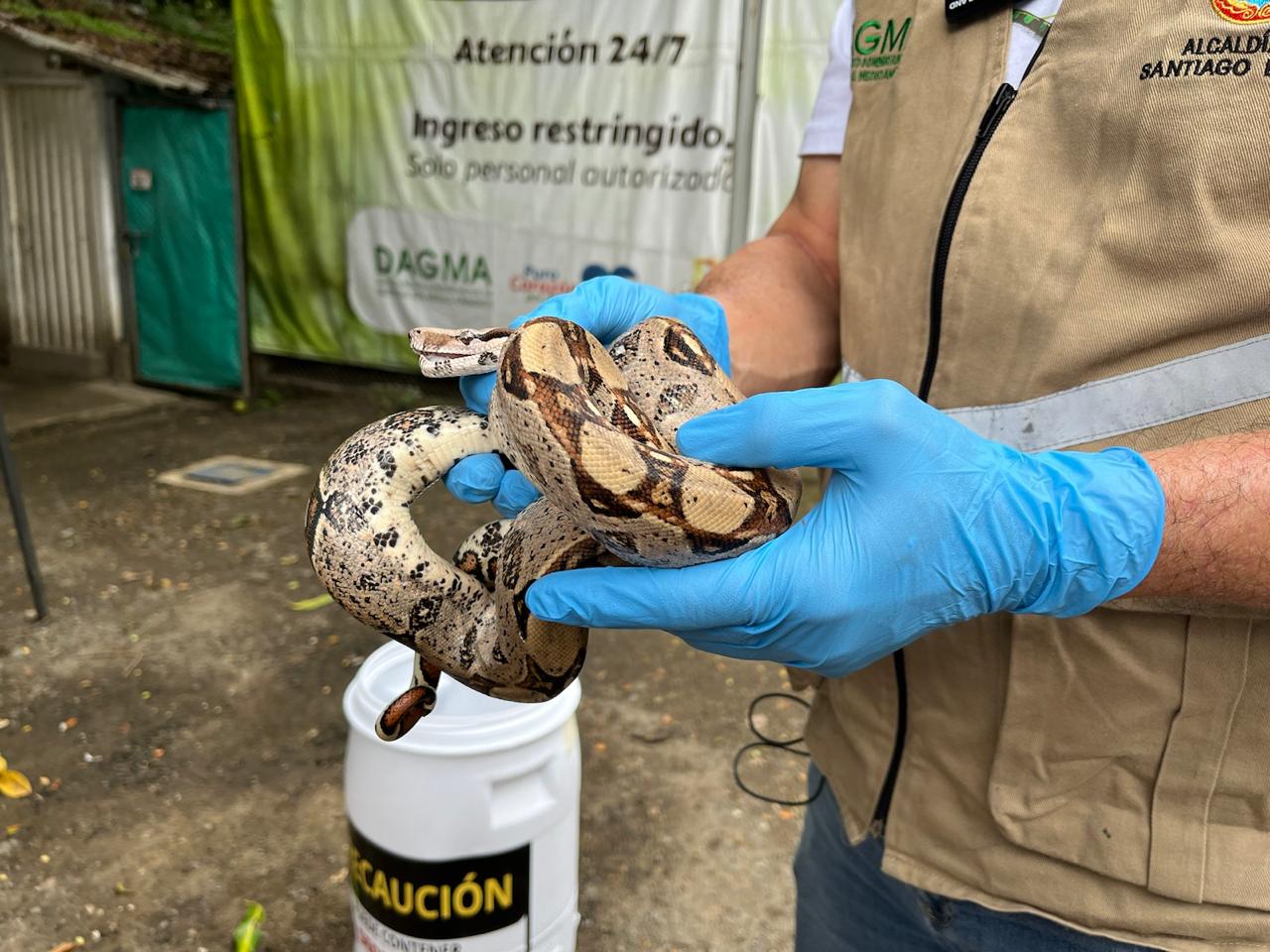 Control de tráfico de fauna silvestre / Foto: Dagma