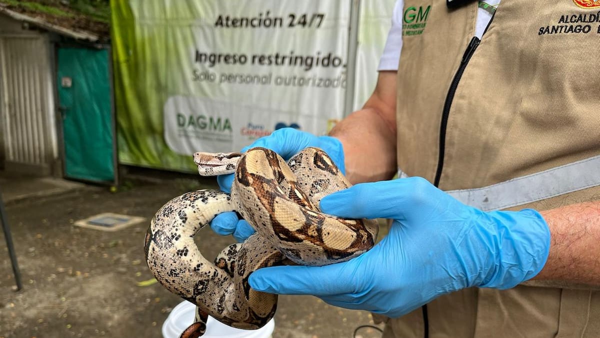 Tráfico ilegal de Fauna podría generar enfermedades y afectar el equilibrio de ecosistemas