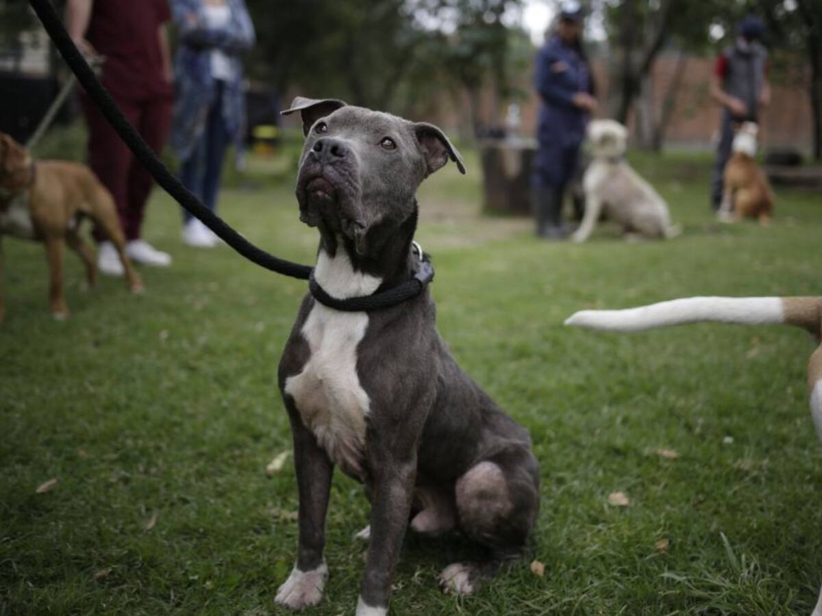 Aprobado en primer debate proyecto que crea el Código de Protección Animal