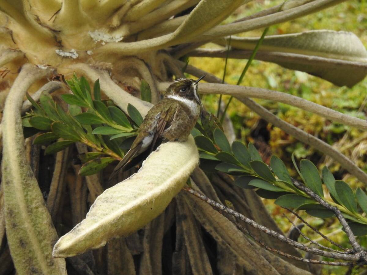 El colibrí chivito (Oxypogon guerinii) es un ave que en el mundo solo habita en los páramos de la cordillera Oriental. EXPEDICIÓN PÁRAMO lo registró en los recorridos por el páramo del Almorzadero, en los Santanderes.