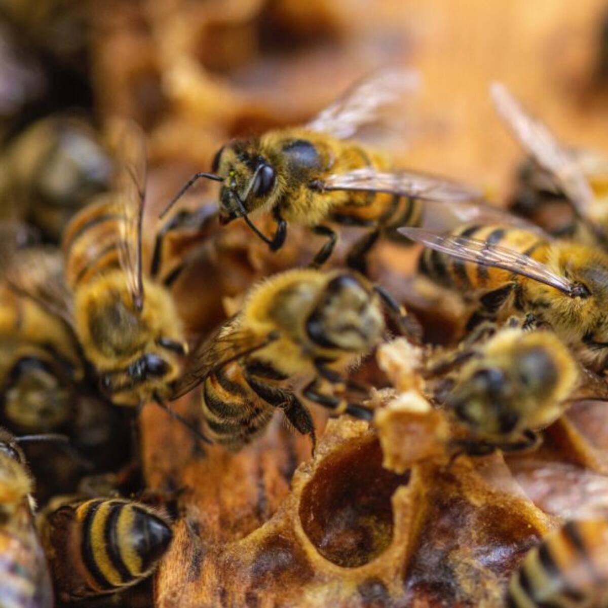 La Andi busca que apicultores y agricultores Quindío cuiden las abejas
