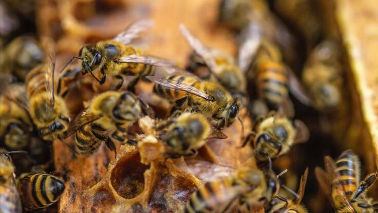 La Andi busca que apicultores y agricultores Quindío cuiden las abejas