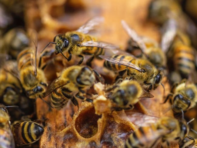 La Andi busca que apicultores y agricultores Quindío cuiden las abejas