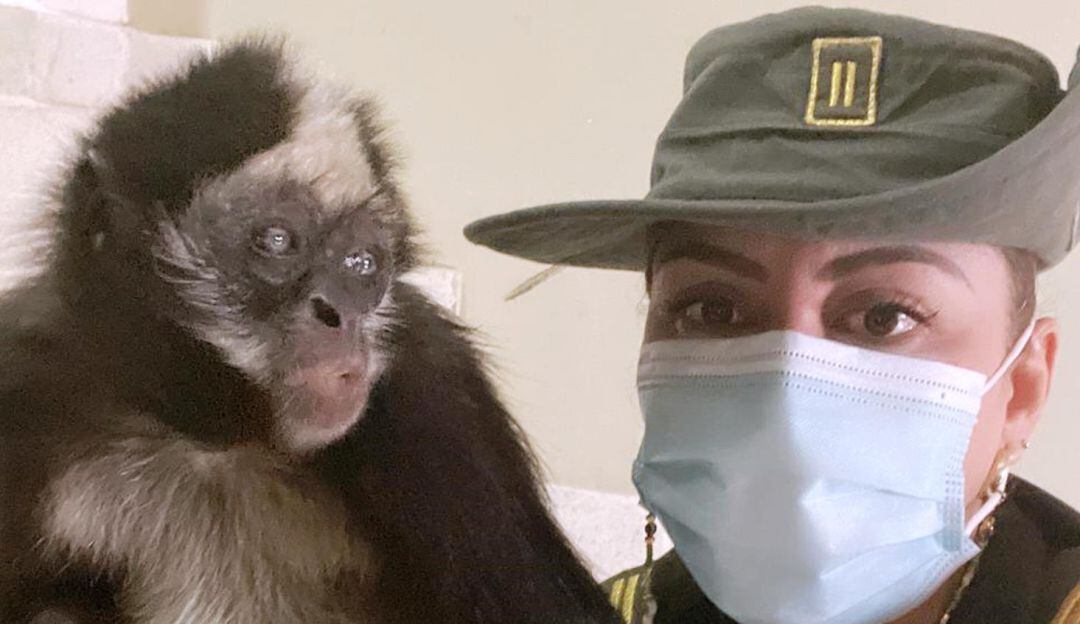 Esta especie está amenazada y en vía de extinción 