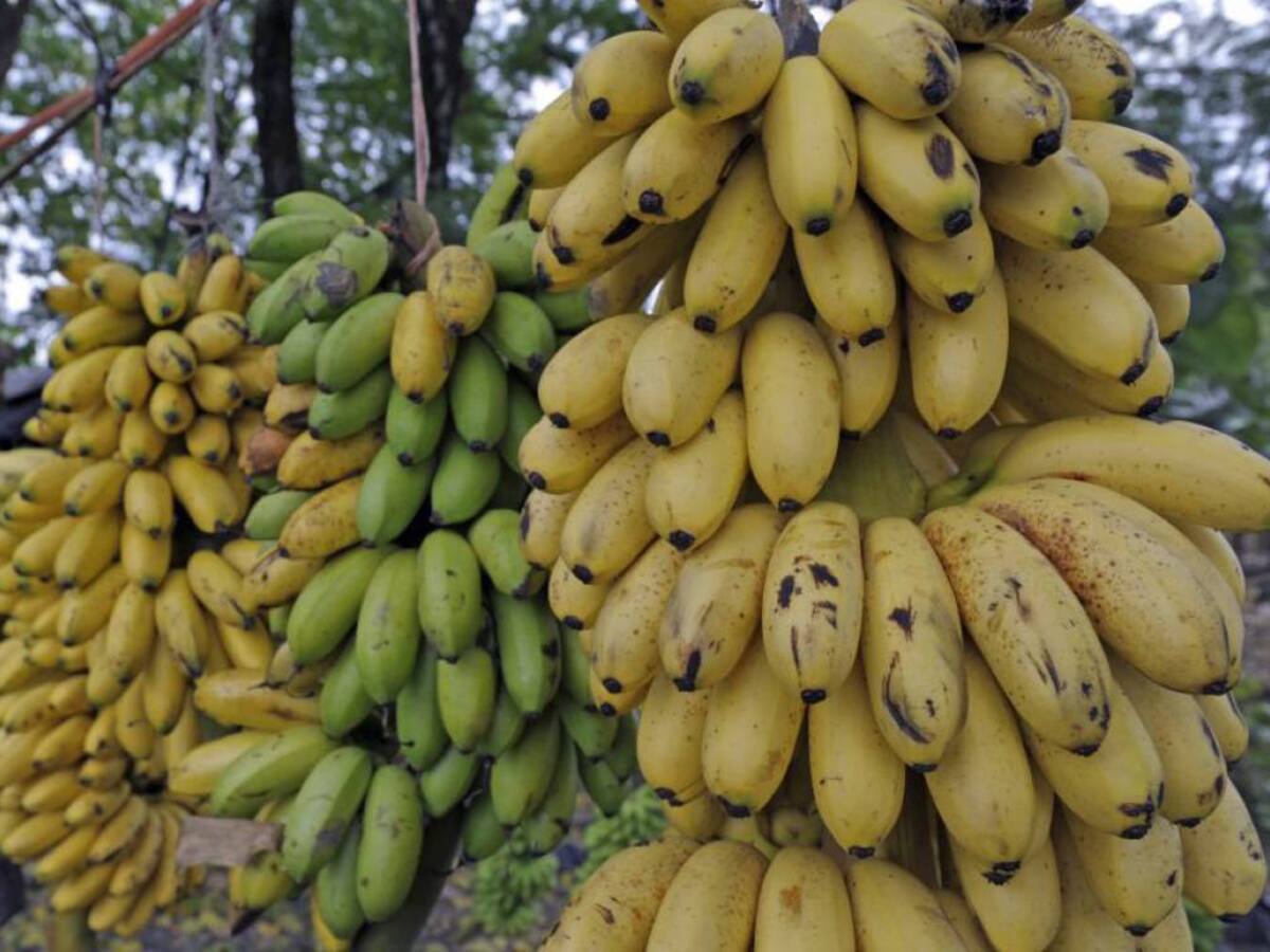 Cultivos de banano y plátano los más afectados por lluvias en Quindío