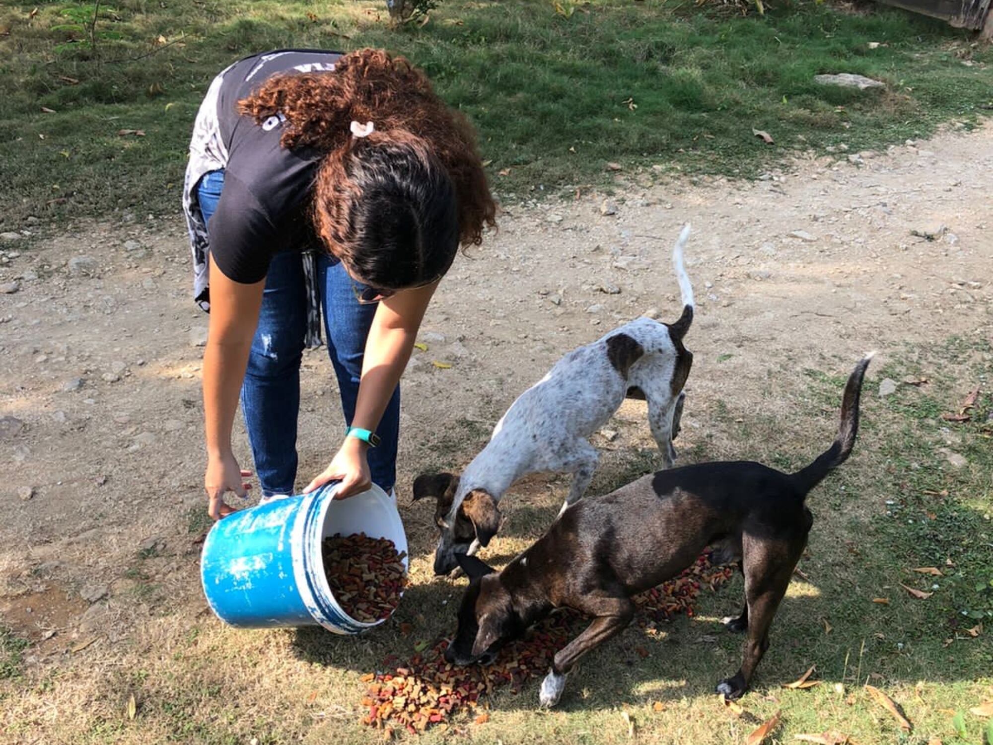 Donatón de alimentos para perros y gatos en Bucaramanga.
