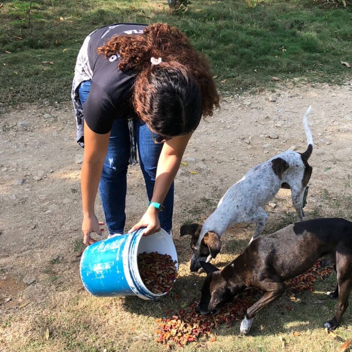 Donatón de alimentos para perros y gatos en Bucaramanga