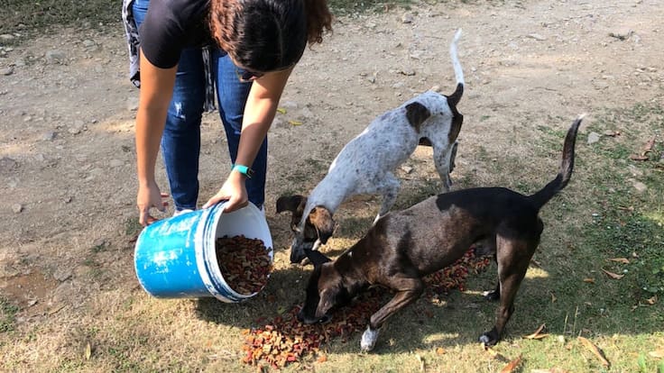 Soluciones W: Gesto Agro dona 1500 kilos de alimento para perros en Coveñas