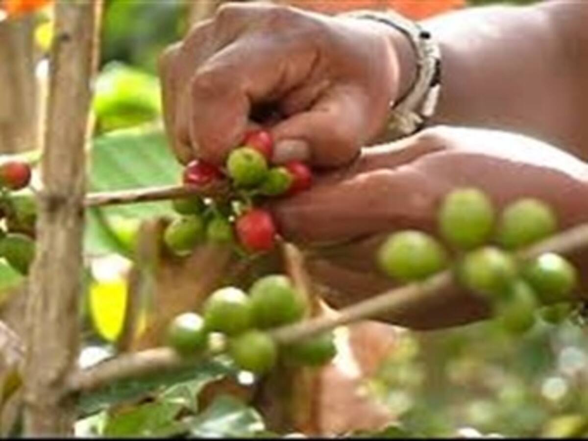Minhacienda pide a cafeteros entender la realidad fiscal del país