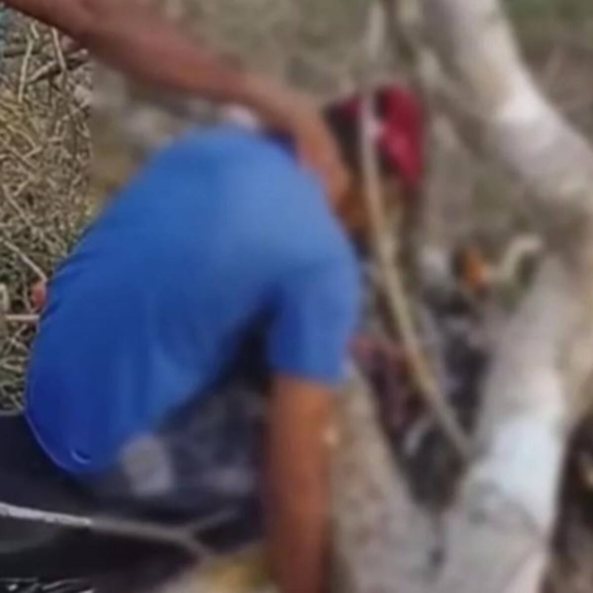 Motorizado pierde la vida al caerle árbol en Santa Rosa de Lima