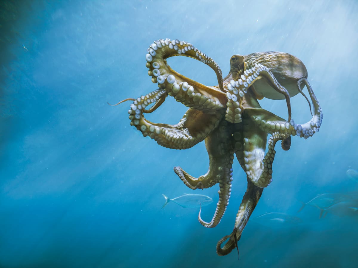 En el año 2.500 esta especie dominará la Tierra, según la IA: ¿cómo sucederá?