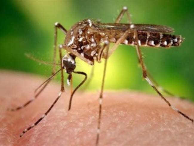 En diciembre se podrían incrementar los casos de dengue en el país