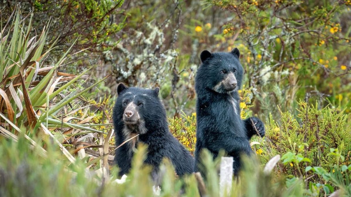 Sebastián Di Doménico y su búsqueda del oso andino en Chingaza