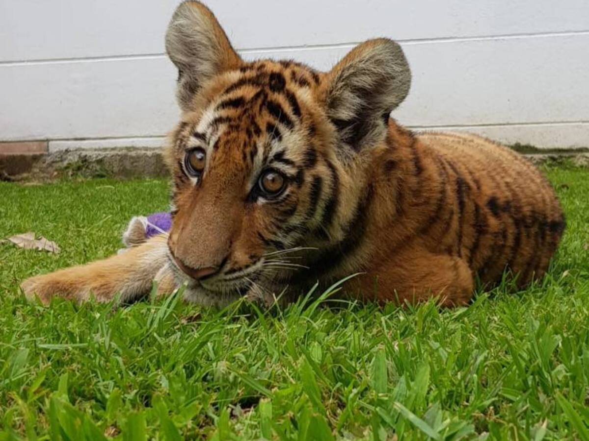 Dalila, la tigre que se recupera en Antioquia de una fractura de tibia
