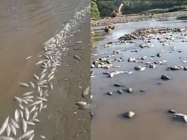 Comunidad denuncia mortandad de peces en el río Lebrija, en Santander. ESSA niega responsabilidad