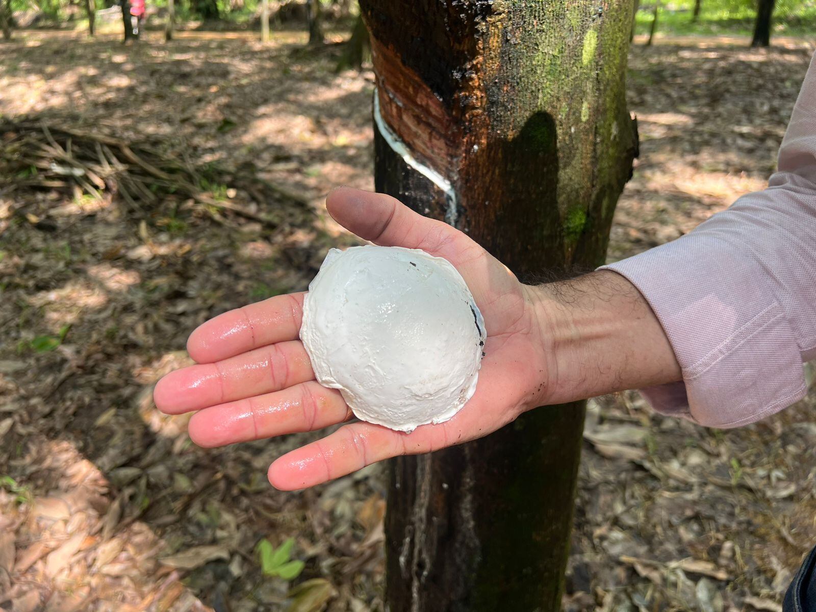Cultivo de caucho en el Catatumbo. / Foto: Agencia de Desarrollo Rural.