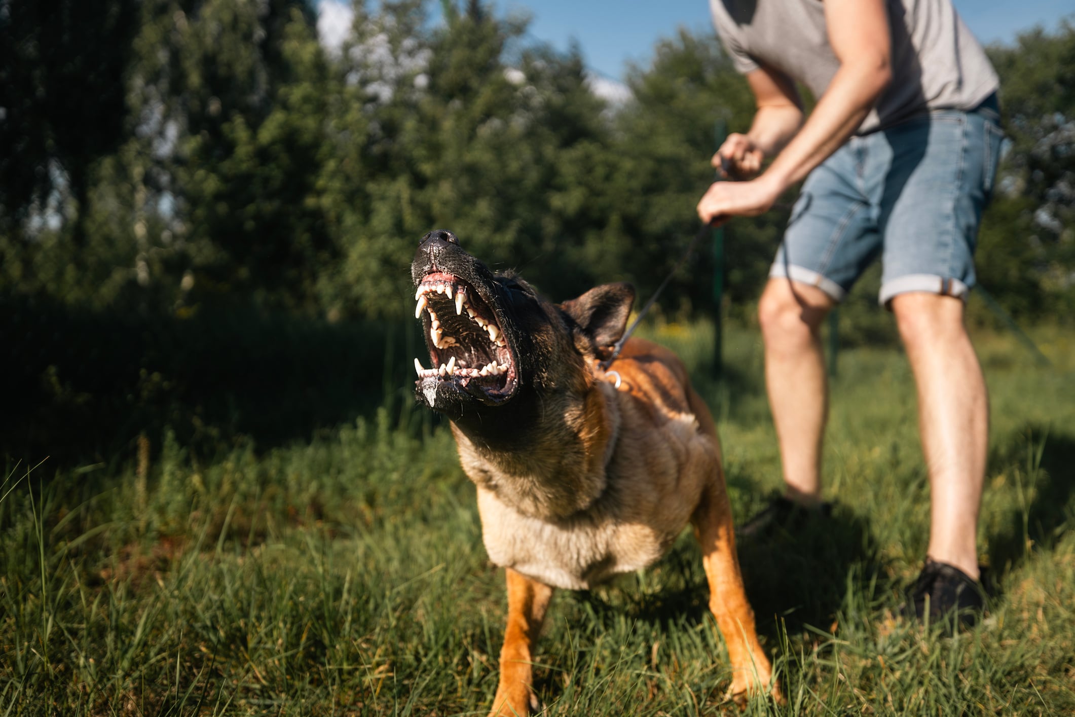 ¿Qué hacer si su vecino tiene un perro ruidoso y agresivo? Ley de Propiedad Horizontal le ayuda. Foto: Getty Images.