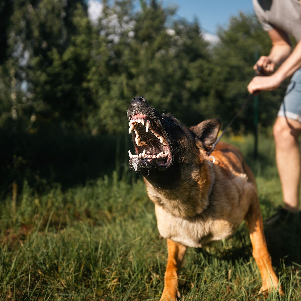 ¿Qué hacer si su vecino tiene un perro ruidoso y agresivo? Ley de Propiedad Horizontal le ayuda