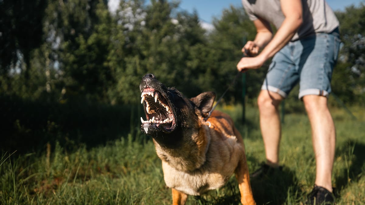 ¿Qué hacer si su vecino tiene un perro ruidoso y agresivo? Ley de ...