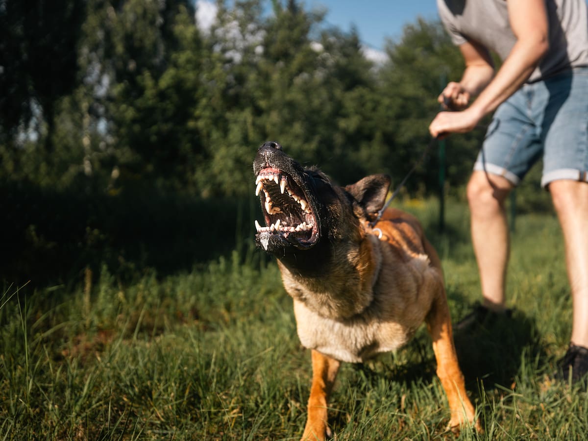 ¿Qué hacer si su vecino tiene un perro ruidoso y agresivo? Ley de Propiedad Horizontal le ayuda
